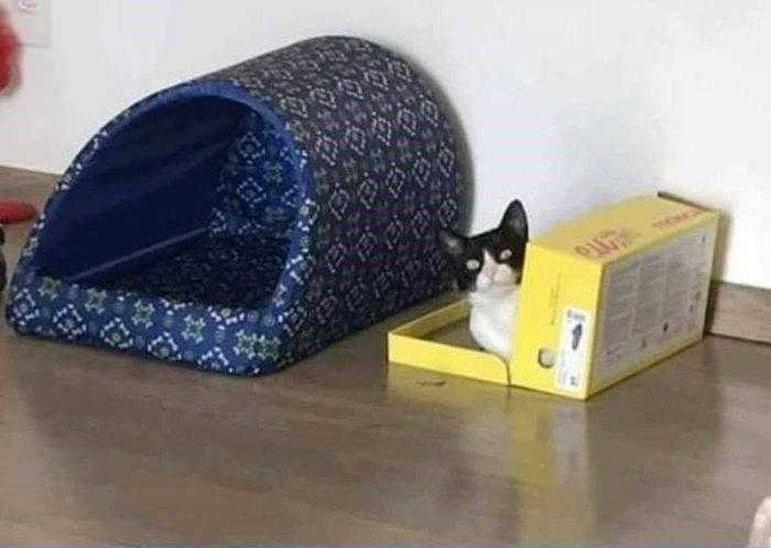 1587369976 233 22 situacoes que apenas aqueles que tem gatos irao entender