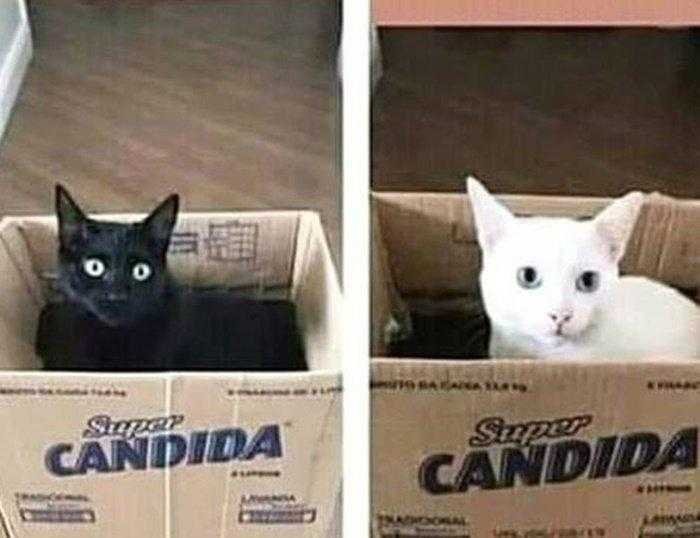 1587369977 861 22 situacoes que apenas aqueles que tem gatos irao entender