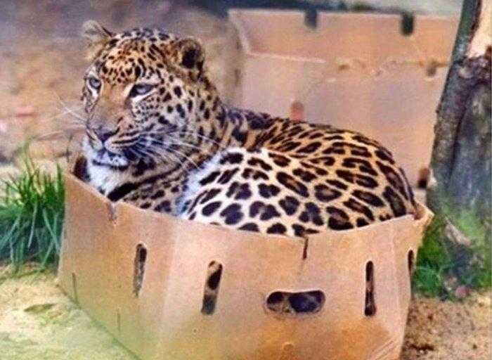 1587369977 986 22 situacoes que apenas aqueles que tem gatos irao entender