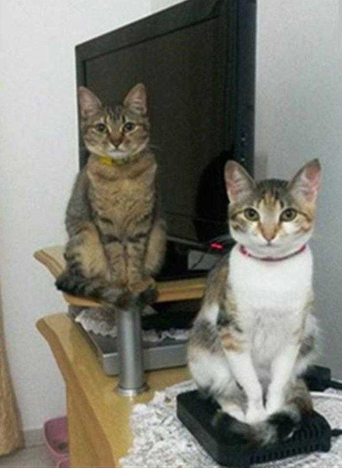 1587369978 478 22 situacoes que apenas aqueles que tem gatos irao entender