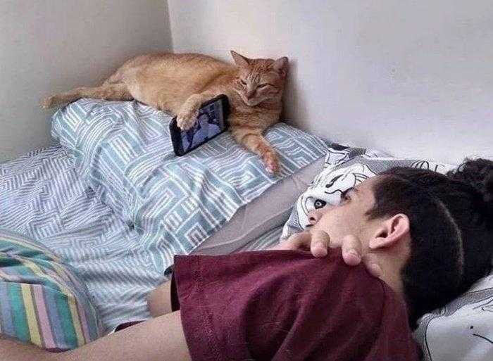1587369979 638 22 situacoes que apenas aqueles que tem gatos irao entender