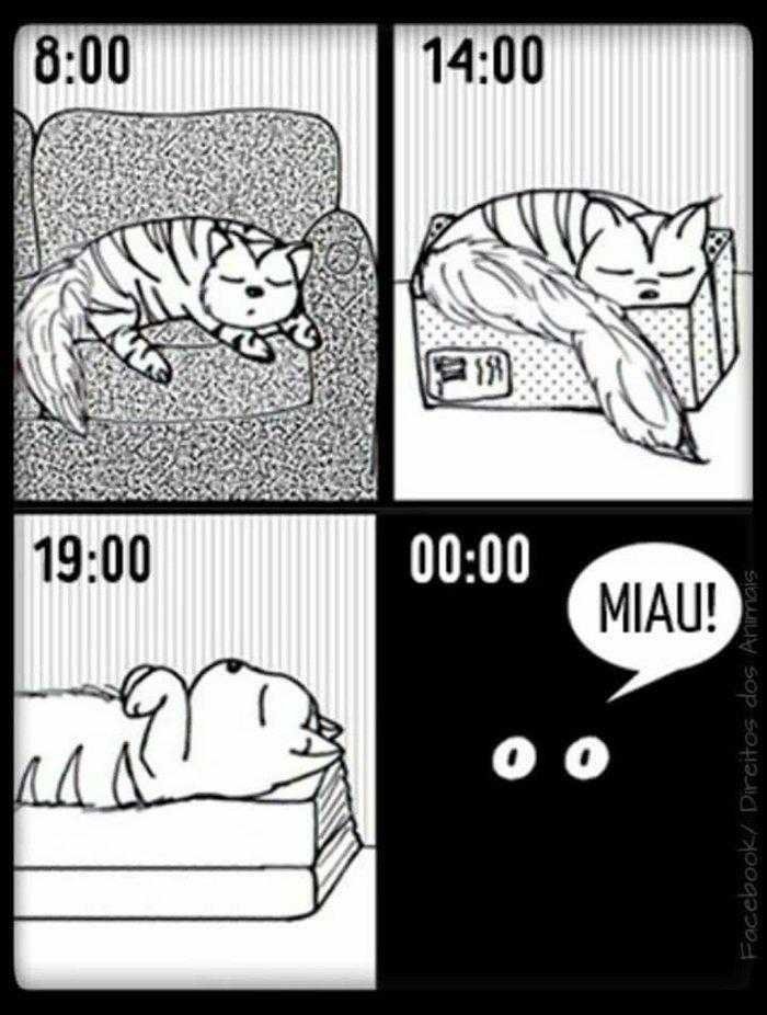 1587369979 460 22 situacoes que apenas aqueles que tem gatos irao entender