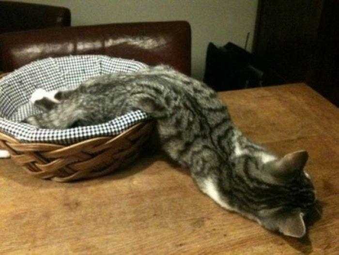 1587369980 545 22 situacoes que apenas aqueles que tem gatos irao entender