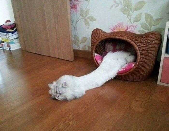 1587369980 882 22 situacoes que apenas aqueles que tem gatos irao entender