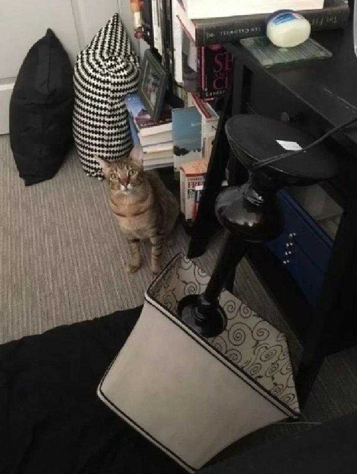 1587369981 867 22 situacoes que apenas aqueles que tem gatos irao entender