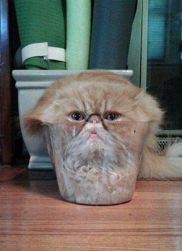 1587369982 976 22 situacoes que apenas aqueles que tem gatos irao entender