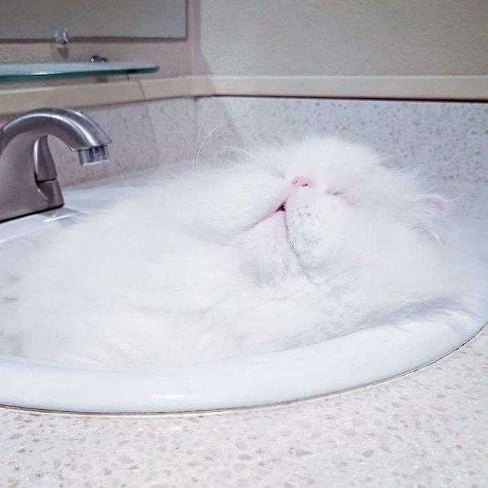1587369983 893 22 situacoes que apenas aqueles que tem gatos irao entender