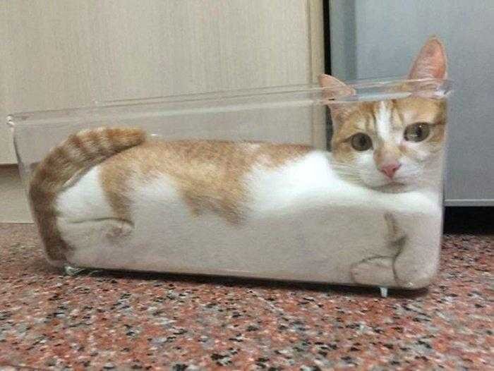 1587369983 989 22 situacoes que apenas aqueles que tem gatos irao entender