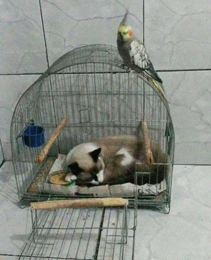 1587369984 502 22 situacoes que apenas aqueles que tem gatos irao entender