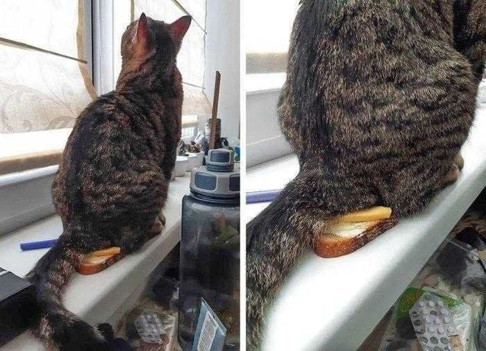 1587369985 199 22 situacoes que apenas aqueles que tem gatos irao entender