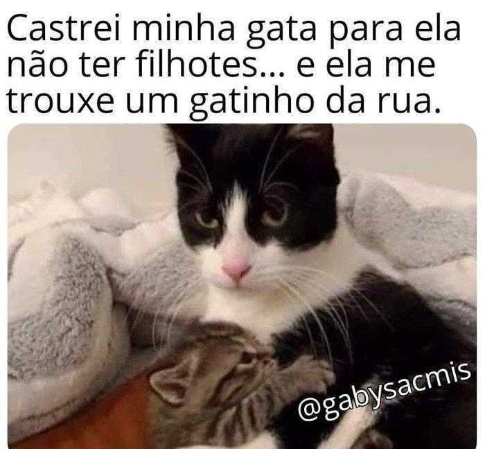 1587369986 907 22 situacoes que apenas aqueles que tem gatos irao entender
