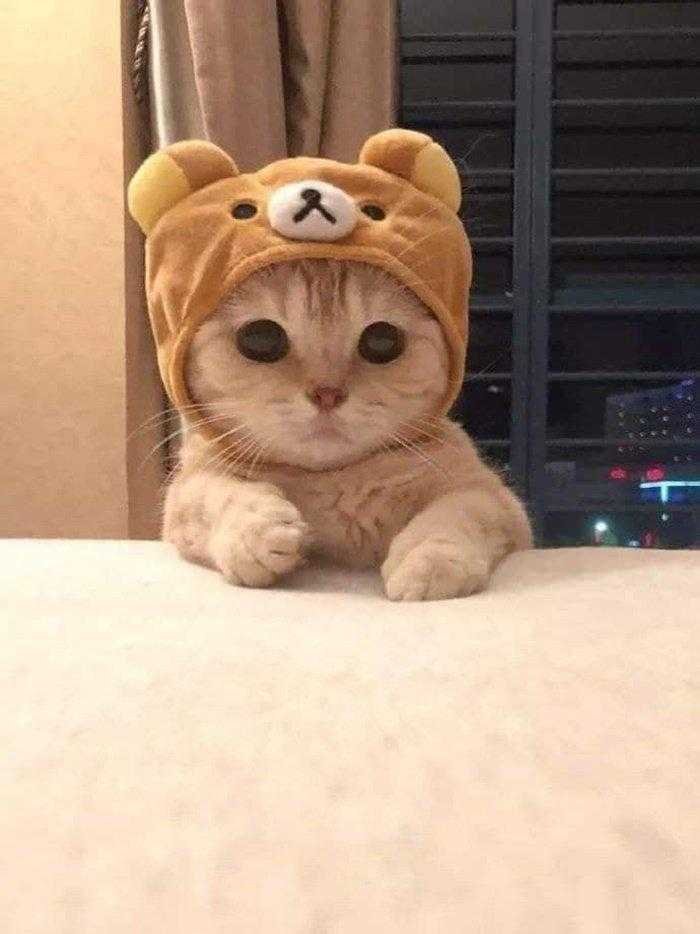 1587369986 542 22 situacoes que apenas aqueles que tem gatos irao entender