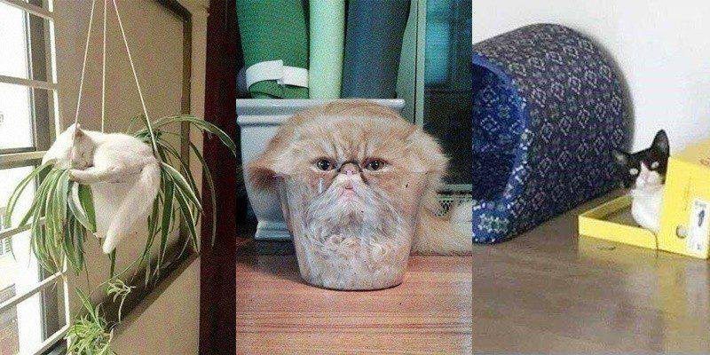 22 situações que apenas aqueles que tem gatos irão entender