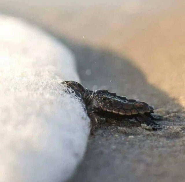 1647020688 886 21 imagens extraordinarias de coisas incomuns que irao surpreende lo