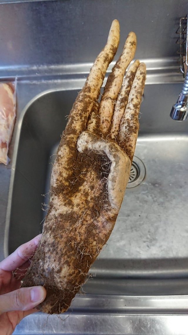 1647020699 590 21 imagens extraordinarias de coisas incomuns que irao surpreende lo