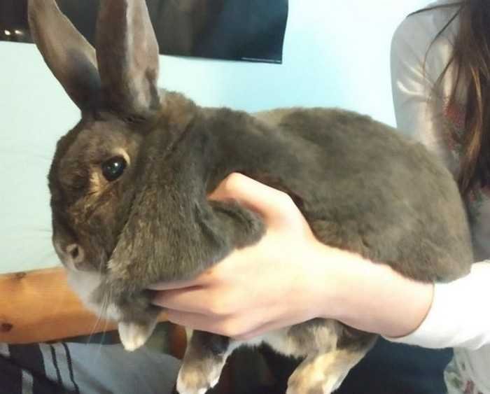 1625001897 204 20 Objetos e animais que de tao grandes que fazem