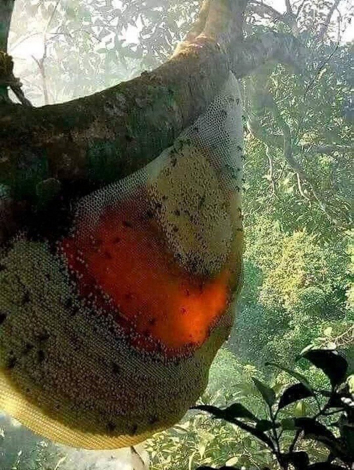 1646272818 10 14 Fotos provando que algumas coisas podem ser muito maiores