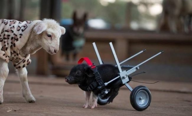 animais-deficientes-5