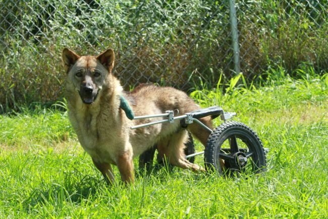 animais-deficientes-10
