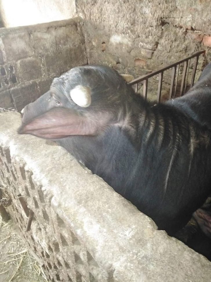 1647699150 785 19 imagens confusas que voce tera que pensar muito para