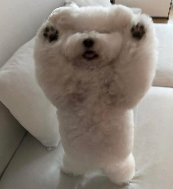 1647699163 876 19 imagens confusas que voce tera que pensar muito para