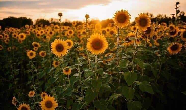 1595360569 855 8 plantas perfeitas para quem tem animais de estimacao em