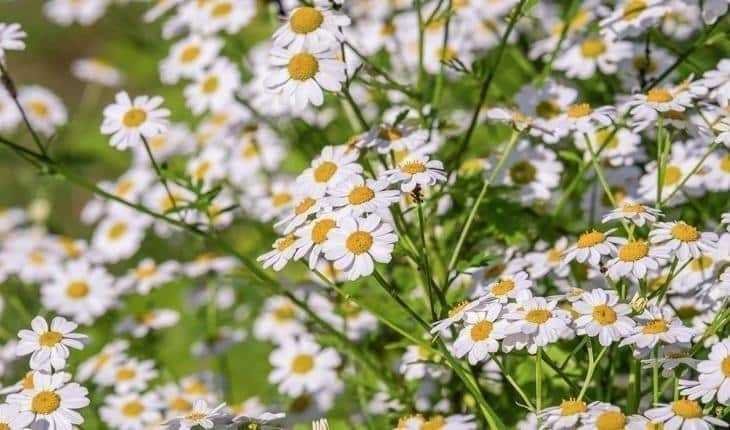 1595360569 621 8 plantas perfeitas para quem tem animais de estimacao em