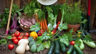 10 Legumes fáceis de cultivar e rápidos para produzir