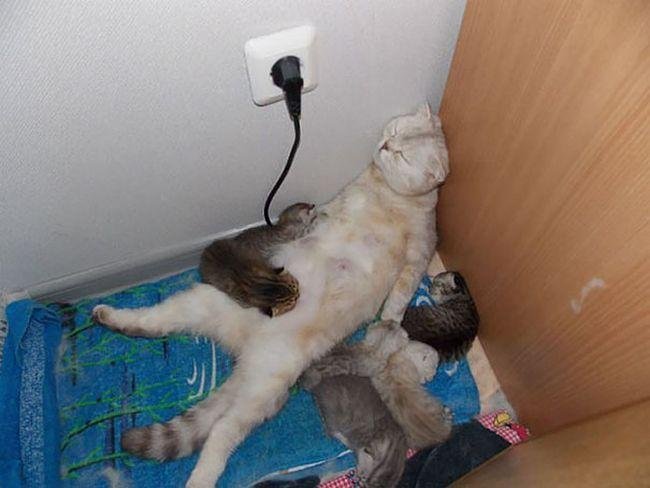 pets-maternidade-2
