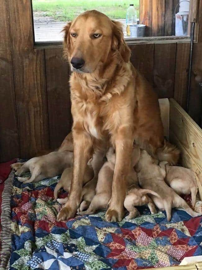 pets-maternidade-3
