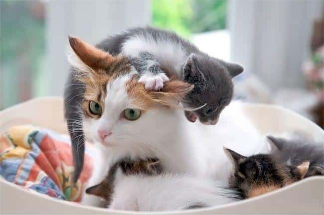 pets-maternidade-4