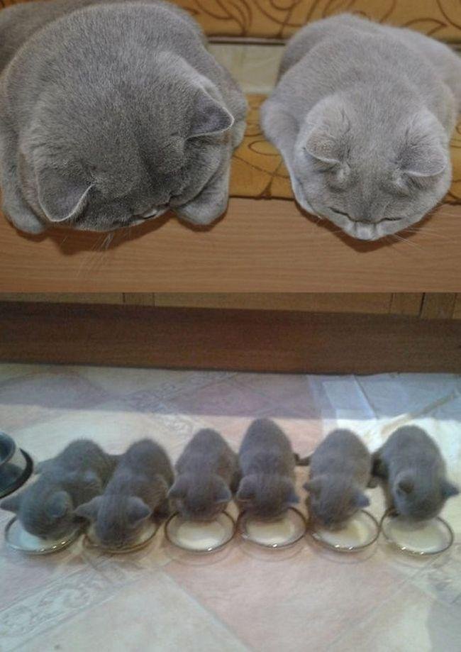 pets-maternidade-5