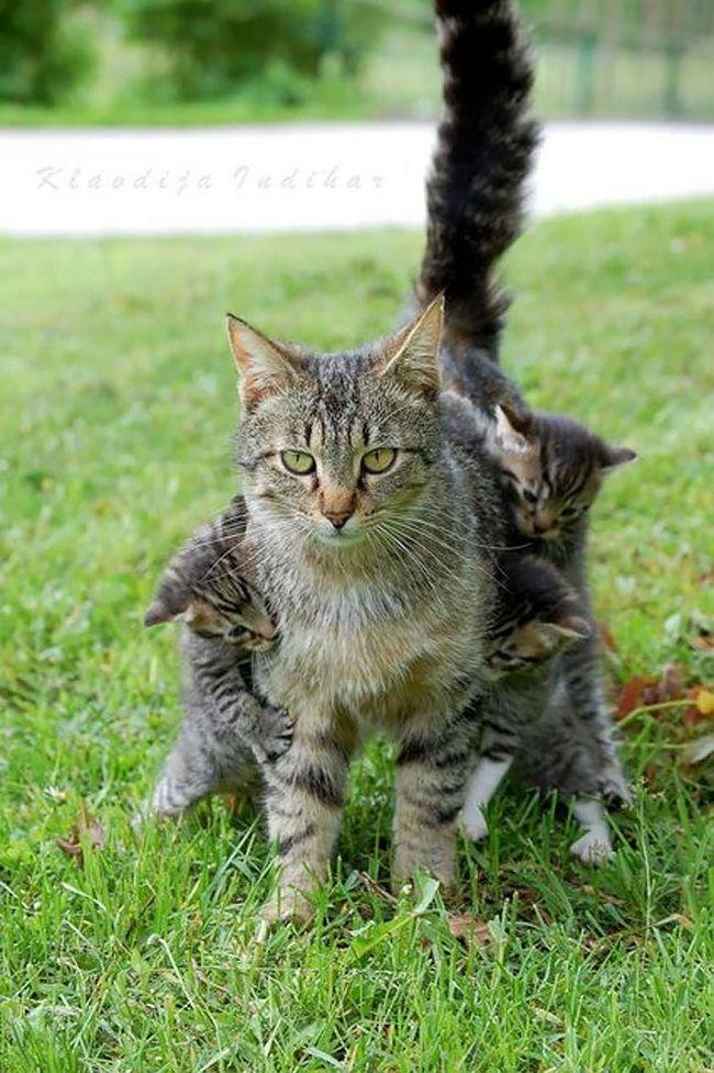 pets-maternidade-8