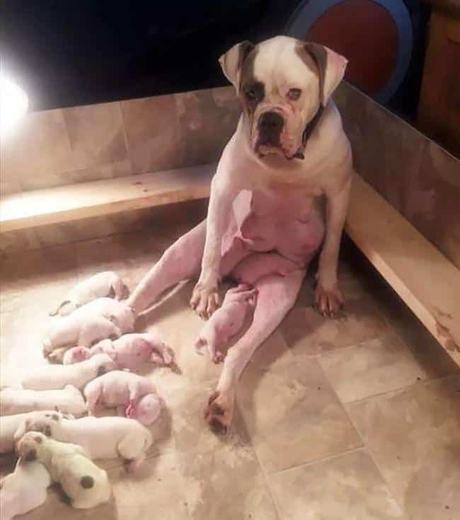 pets-maternidade-9