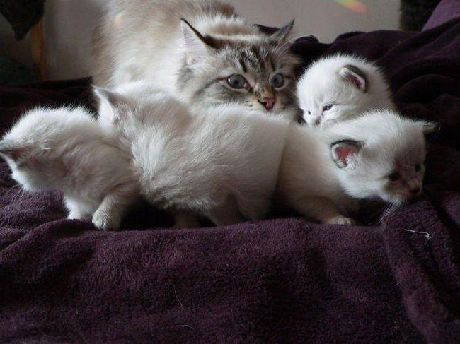 pets-maternidade-10