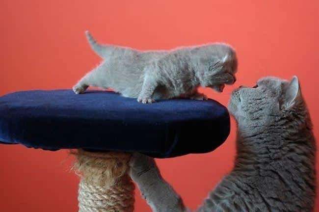 pets-maternidade-11