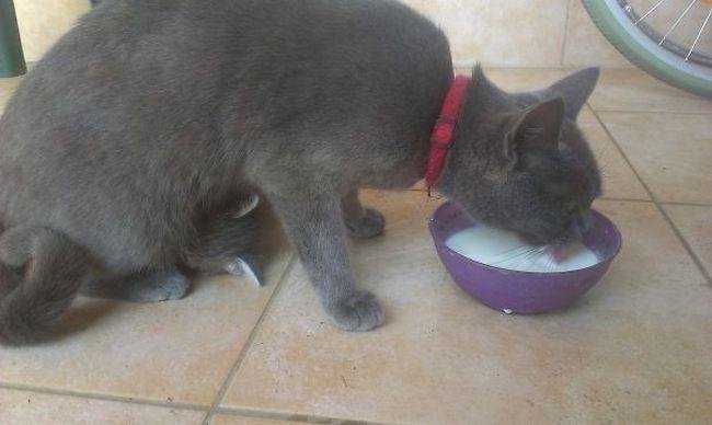 pets-maternidade-12