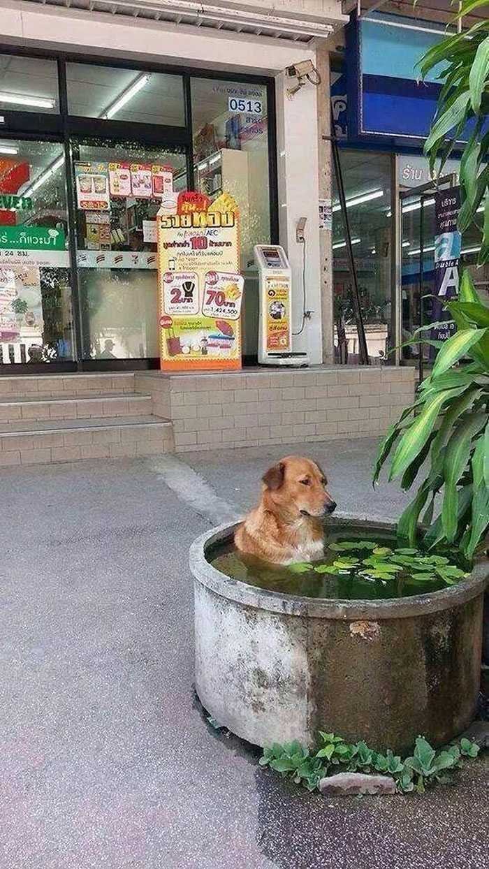 1629628554 523 21 Fotos que mostram as consequencias das ondas de calor
