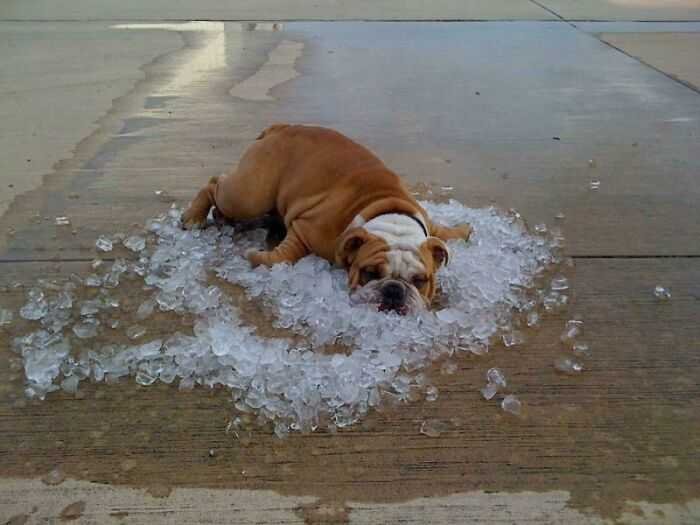 1629628563 369 21 Fotos que mostram as consequencias das ondas de calor