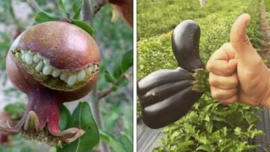 24 frutas e legumes que a natureza modificou de uma forma bem peculiar