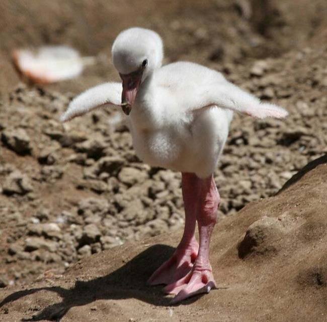 animais-recem-nascidos-6