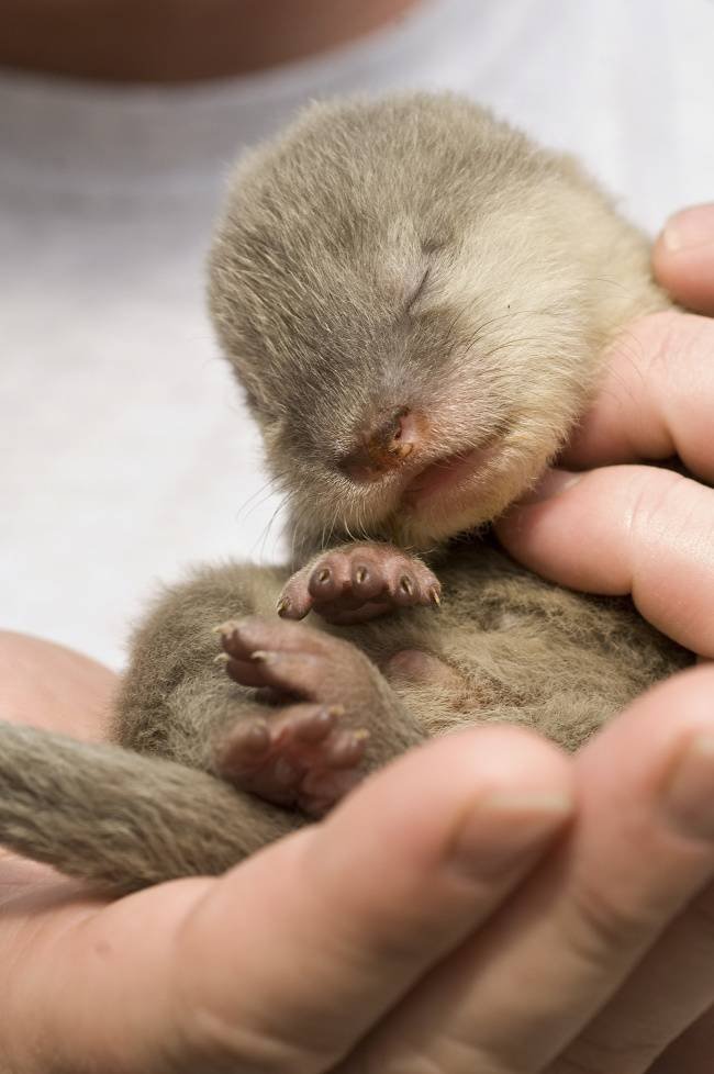animais-recem-nascidos-11