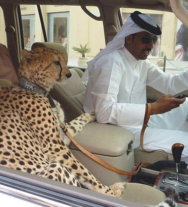 1597021762 597 15 Coisas curiosas e exuberantes que so acontecem em Dubai