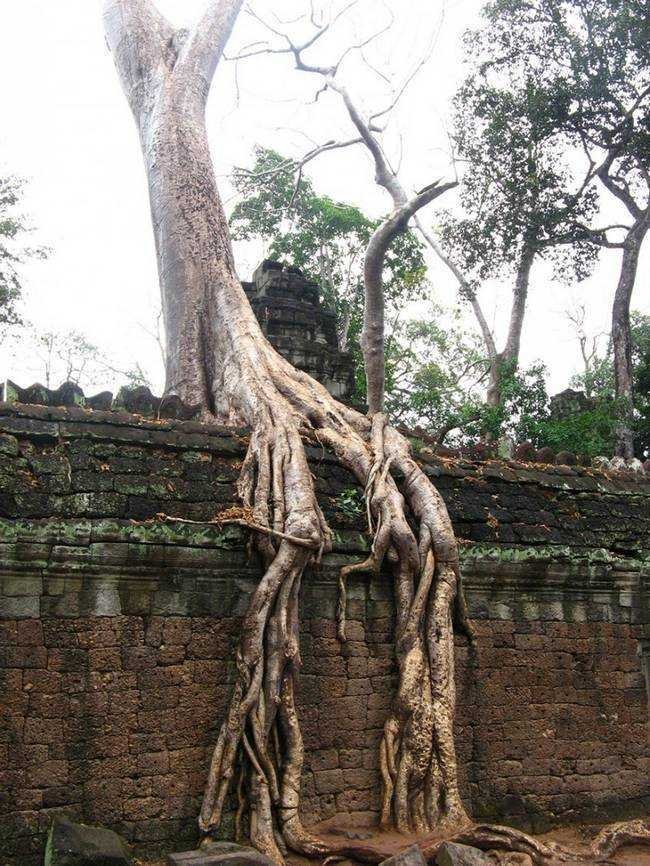 raízes-de-árvores-que-exibem-a-magia-da-natureza-9