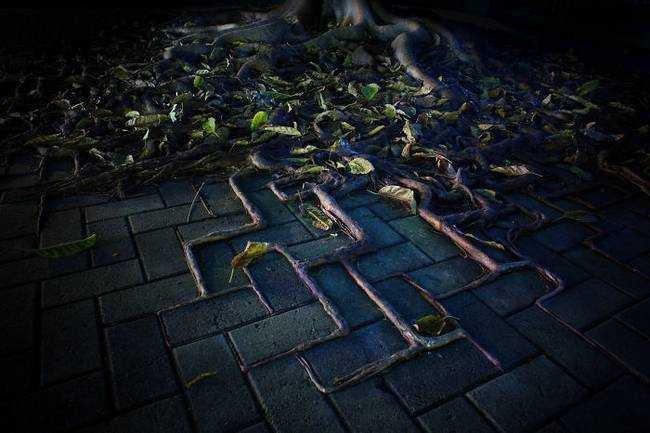 raízes-de-árvores-que-exibem-a-magia-da-natureza-12