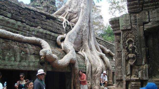 raízes-de-árvores-que-exibem-a-magia-da-natureza-15