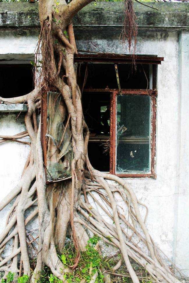 raízes-de-árvores-que-exibem-a-magia-da-natureza-19