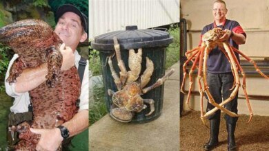 19 Animais que cresceram além da conta
