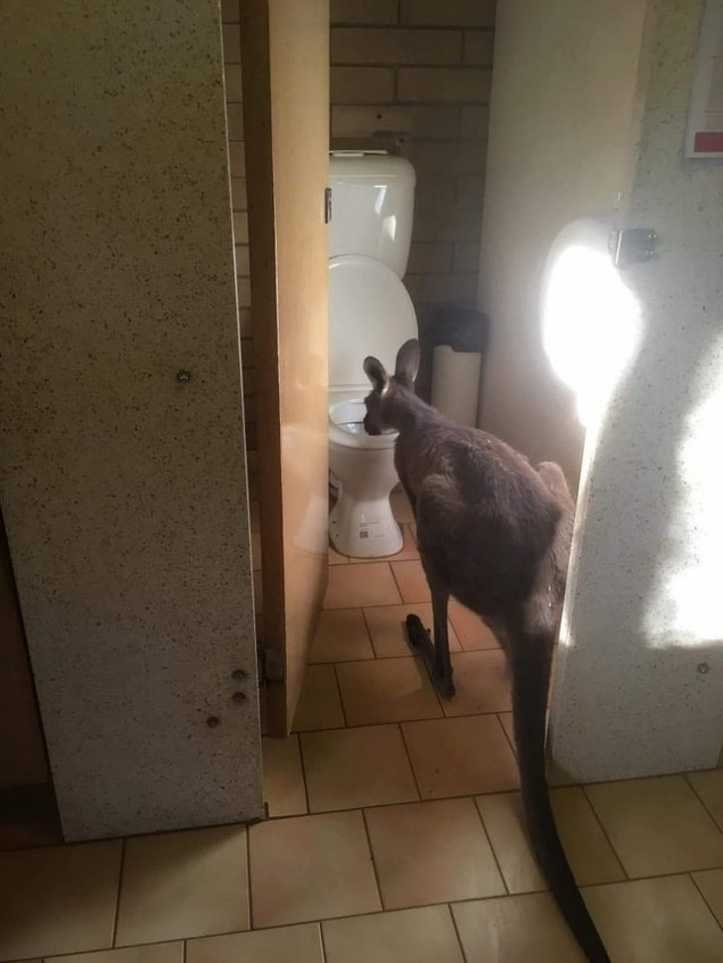 1624372699 375 19 fotos provando que na Australia nao existe momentos de