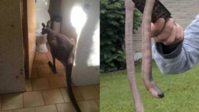 19 fotos provando que na Austrália não existe momentos de tédio